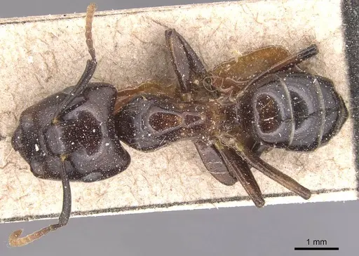 Camponotus beccarii specimen CASENT0905441 image casent0905441_1