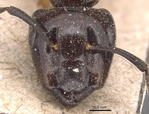 Camponotus beccarii specimen CASENT0905441 image casent0905441_2