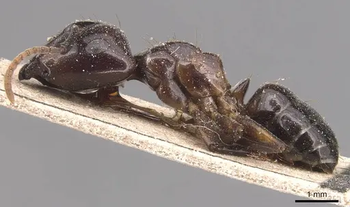 Camponotus beccarii specimen CASENT0905441 image casent0905441_3