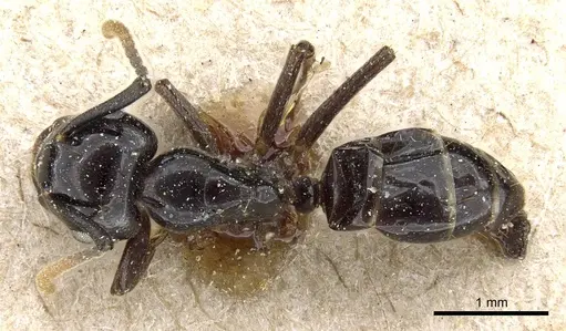 Camponotus beccarii specimen CASENT0905803 image casent0905803_1