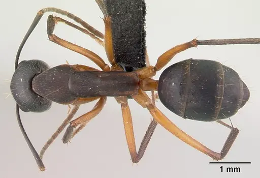 Camponotus becki specimen CASENT0071380 image casent0071380_1