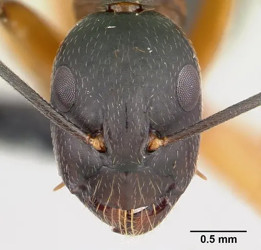 Camponotus becki specimen CASENT0071380 image casent0071380_2