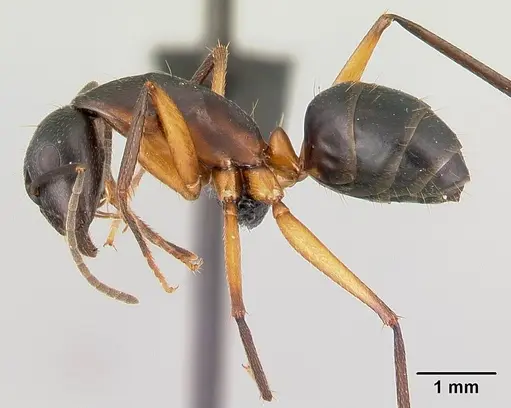 Camponotus becki specimen CASENT0071380 image casent0071380_3