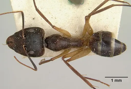 Camponotus becki specimen CASENT0101777 image casent0101777_1
