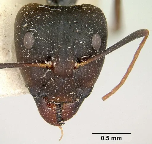 Camponotus becki specimen CASENT0101777 image casent0101777_2