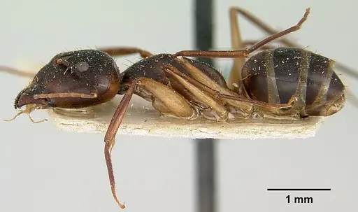 Camponotus becki specimen CASENT0101777 image casent0101777_3