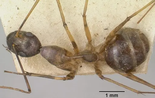 Camponotus becki specimen CASENT0101992 image casent0101992_1