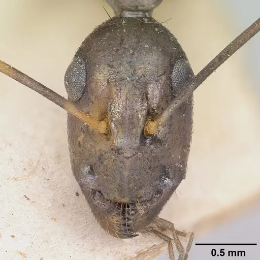 Camponotus becki specimen CASENT0101992 image casent0101992_2