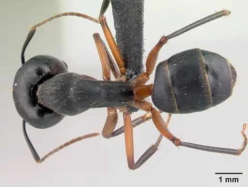 Camponotus becki specimen CASENT0179448 image casent0179448_1