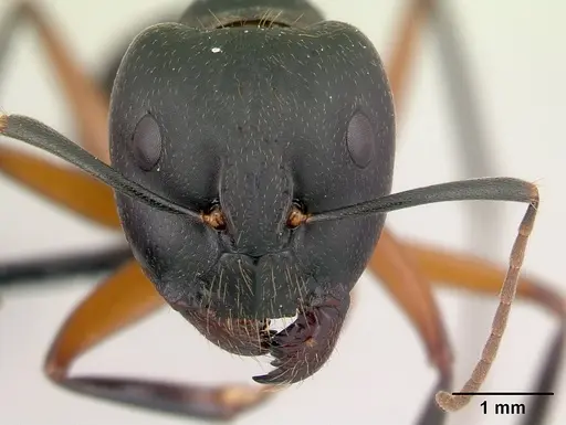 Camponotus becki specimen CASENT0179448 image casent0179448_2