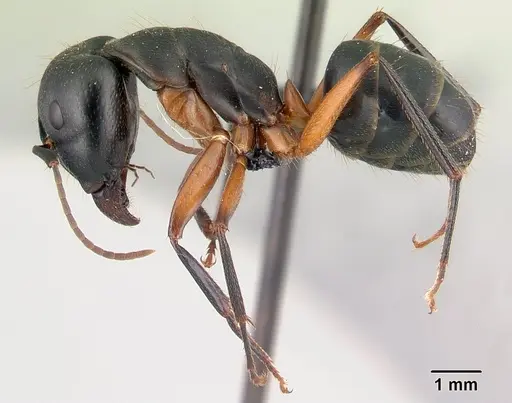 Camponotus becki specimen CASENT0179448 image casent0179448_3