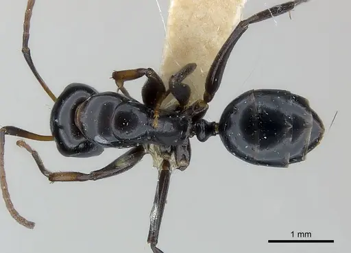 Camponotus bedoti specimen CASENT0217612 image casent0217612_1