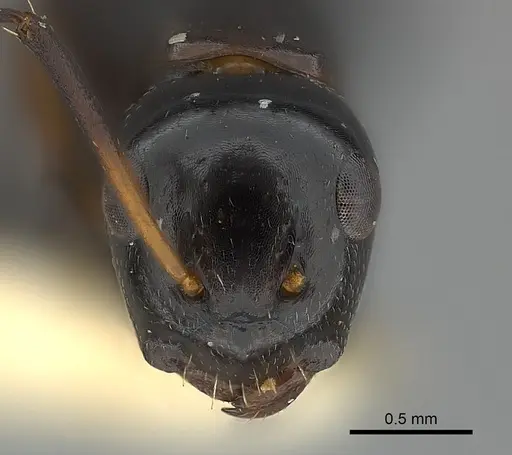 Camponotus bedoti specimen CASENT0217612 image casent0217612_2
