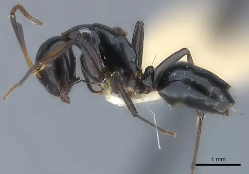 Camponotus bedoti specimen CASENT0217612 image casent0217612_3