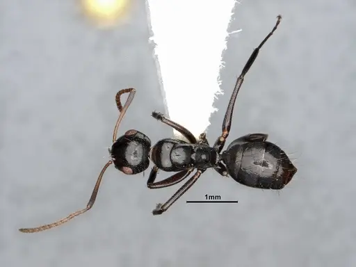 Camponotus bedoti specimen CASENT0885426 image casent0885426_1