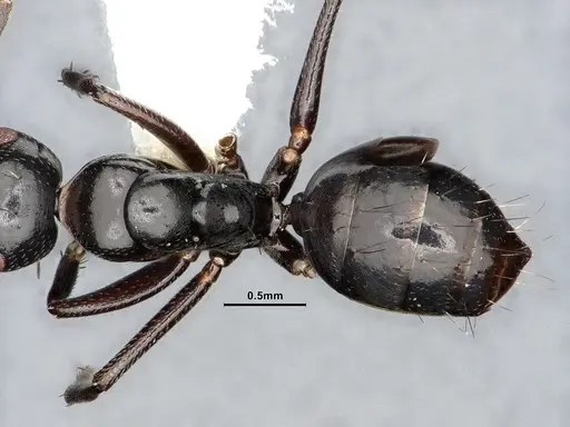 Camponotus bedoti specimen CASENT0885426 image casent0885426_2