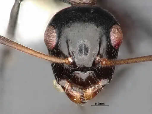 Camponotus bedoti specimen CASENT0885426 image casent0885426_3