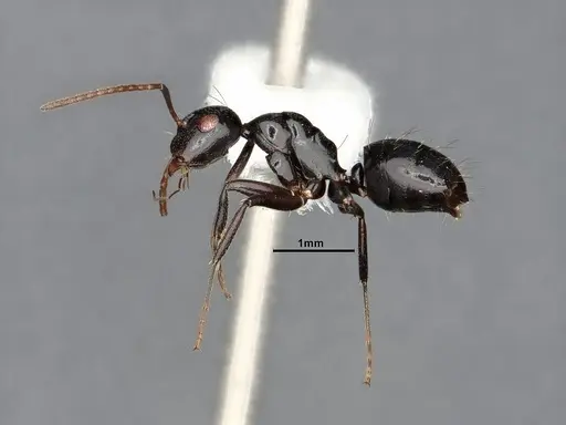 Camponotus bedoti specimen CASENT0885426 image casent0885426_4