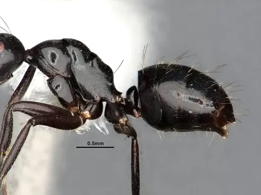Camponotus bedoti specimen CASENT0885426 image casent0885426_5