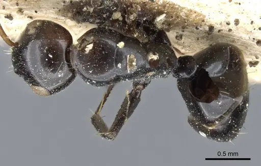 Camponotus bedoti specimen CASENT0905458 image casent0905458_1