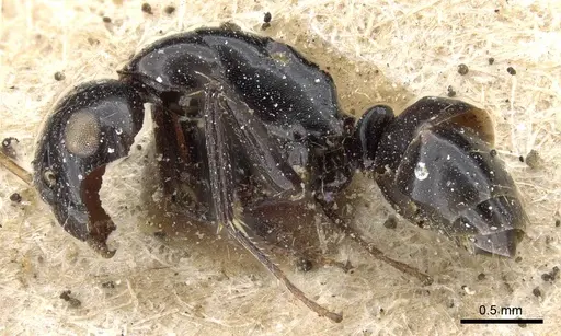 Camponotus bedoti specimen CASENT0905458 image casent0905458_3