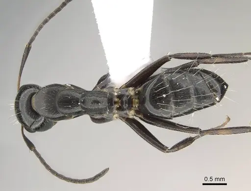 Camponotus bedoti specimen CASENT0919878 image casent0919878_1