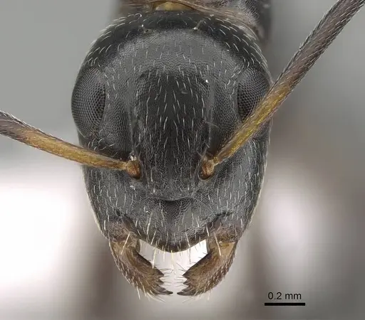 Camponotus bedoti specimen CASENT0919878 image casent0919878_2