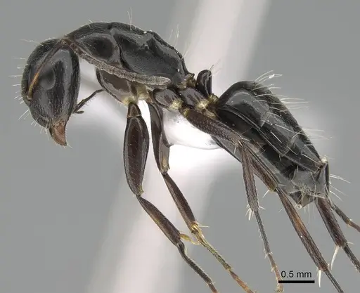 Camponotus bedoti specimen CASENT0919878 image casent0919878_3