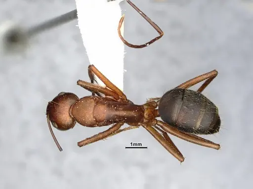 Camponotus bellacolor specimen CASENT4032214 image casent4032214_1