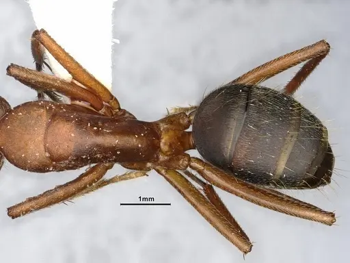 Camponotus bellacolor specimen CASENT4032214 image casent4032214_2