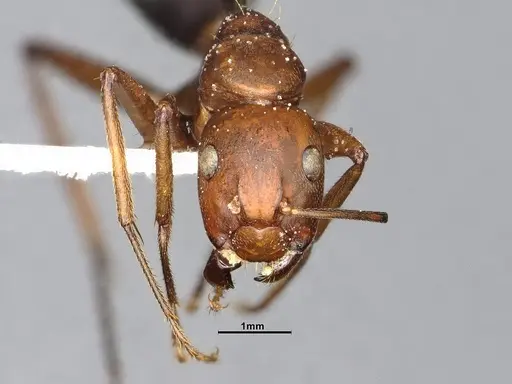 Camponotus bellacolor specimen CASENT4032214 image casent4032214_3