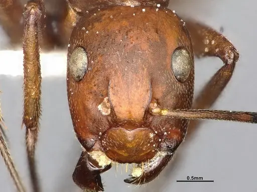 Camponotus bellacolor specimen CASENT4032214 image casent4032214_4