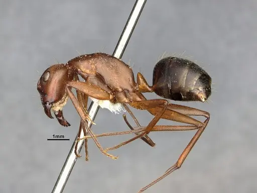 Camponotus bellacolor specimen CASENT4032214 image casent4032214_5