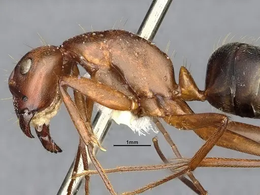 Camponotus bellacolor specimen CASENT4032214 image casent4032214_6