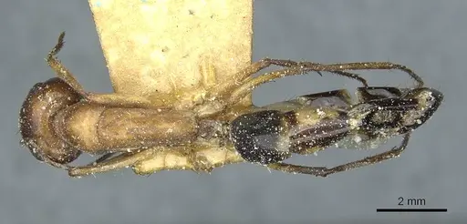 Camponotus belligerus specimen CASENT0911706 image casent0911706_1