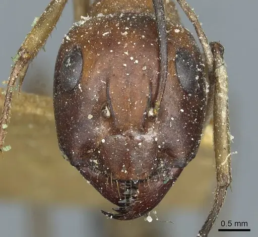 Camponotus belligerus specimen CASENT0911706 image casent0911706_2
