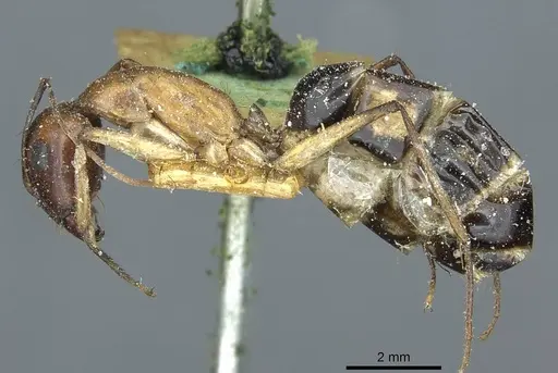 Camponotus belligerus specimen CASENT0911706 image casent0911706_3