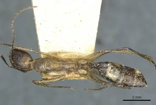 Camponotus belligerus specimen CASENT0911707 image casent0911707_1