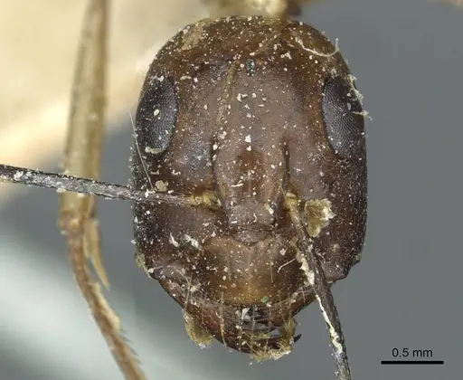 Camponotus belligerus specimen CASENT0911707 image casent0911707_2