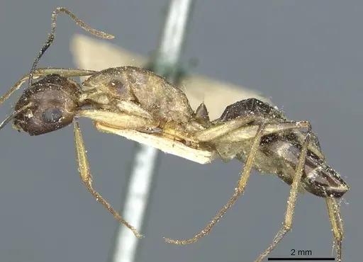 Camponotus belligerus specimen CASENT0911707 image casent0911707_3