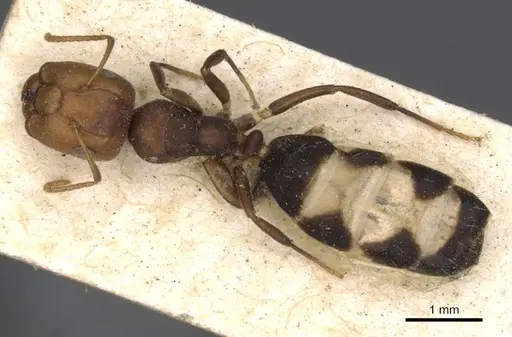 Camponotus bellus specimen CASENT0910513 image casent0910513_1