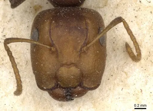 Camponotus bellus specimen CASENT0910513 image casent0910513_2