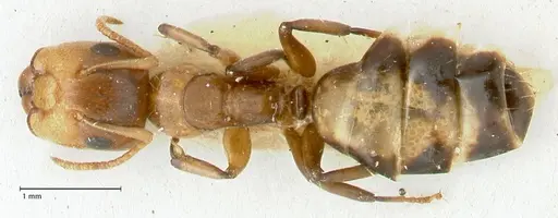 Camponotus bellus specimen FOCOL2289 image focol2289_1