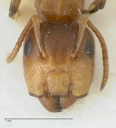 Camponotus bellus specimen FOCOL2289 image focol2289_2