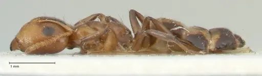 Camponotus bellus specimen FOCOL2289 image focol2289_3