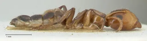 Camponotus bellus specimen FOCOL2289 image focol2289_4