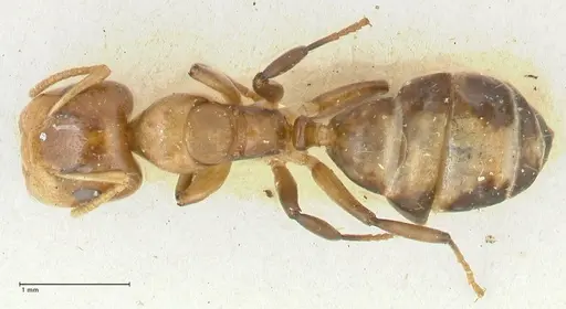 Camponotus bellus specimen FOCOL2290 image focol2290_1