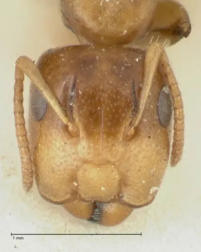 Camponotus bellus specimen FOCOL2290 image focol2290_2