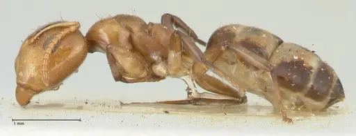 Camponotus bellus specimen FOCOL2290 image focol2290_3