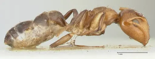 Camponotus bellus specimen FOCOL2290 image focol2290_4